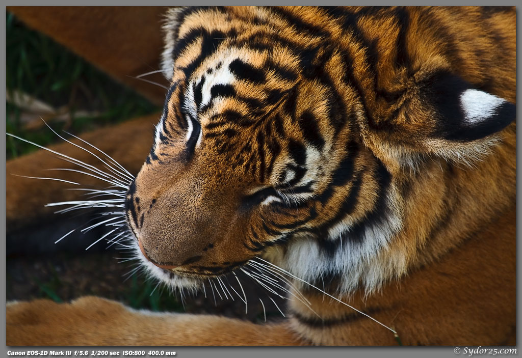 IMAGE: http://sydor25.com/Pictures/Fort_Worth_Tigers-007.jpg