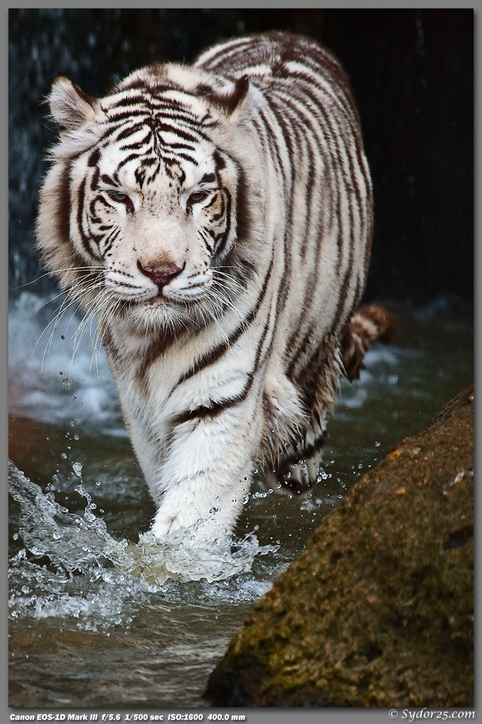 IMAGE: http://sydor25.com/Pictures/Fort_Worth_Tigers-644.jpg