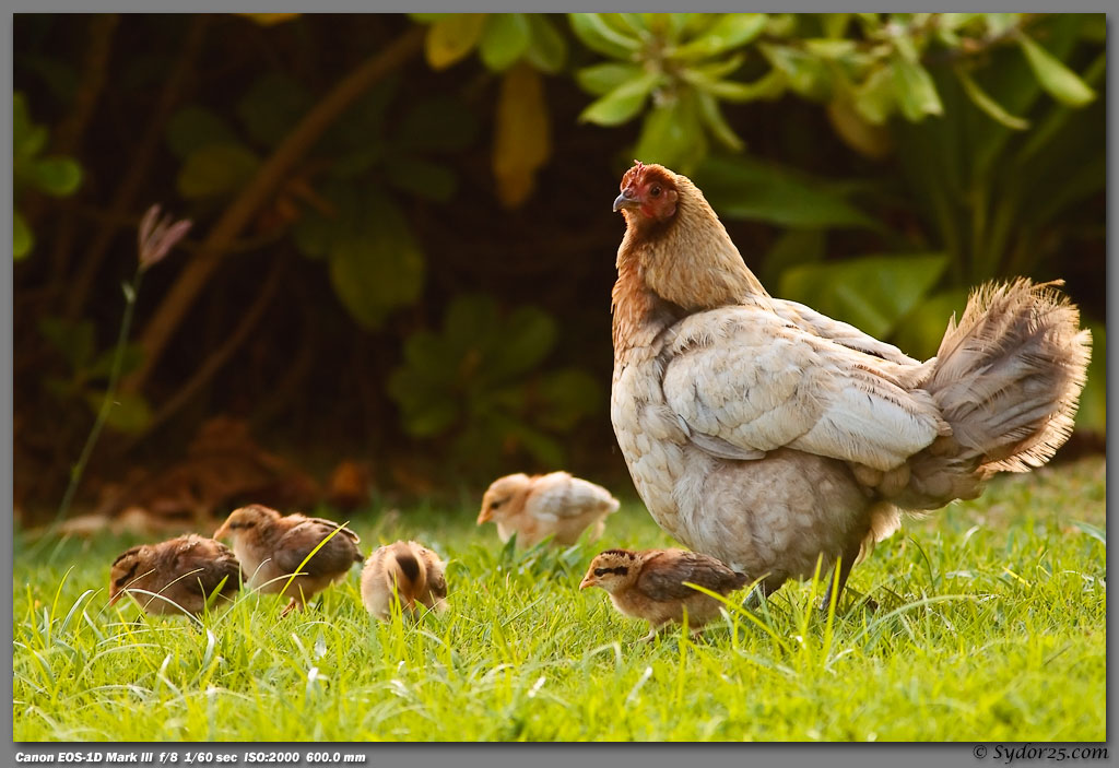 IMAGE: http://sydor25.com/Pictures/Kauai_5.20.09-1495.jpg