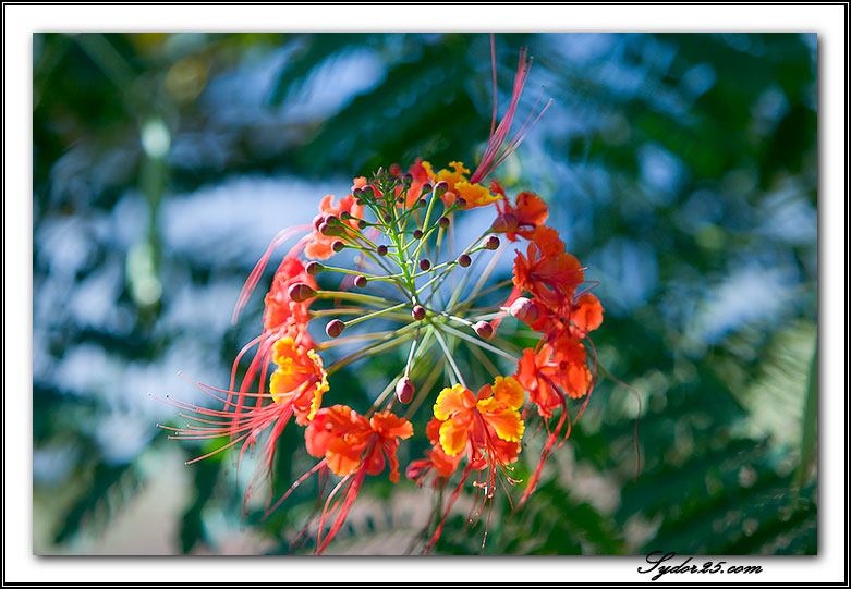 IMAGE: http://sydor25.com/Pictures/Kauai_8_11_05-025.jpg