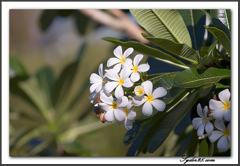 IMAGE: http://sydor25.com/Pictures/Kauai_8_11_05-034.jpg