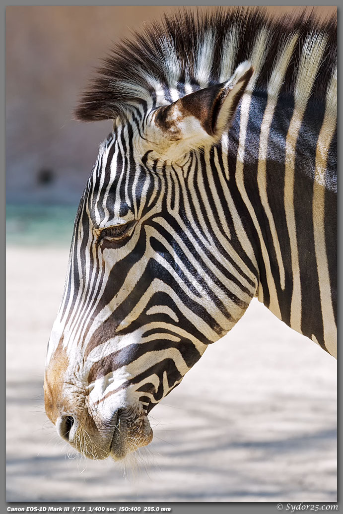 IMAGE: http://sydor25.com/Pictures/LAZ_Animals_2.22.12-228.jpg