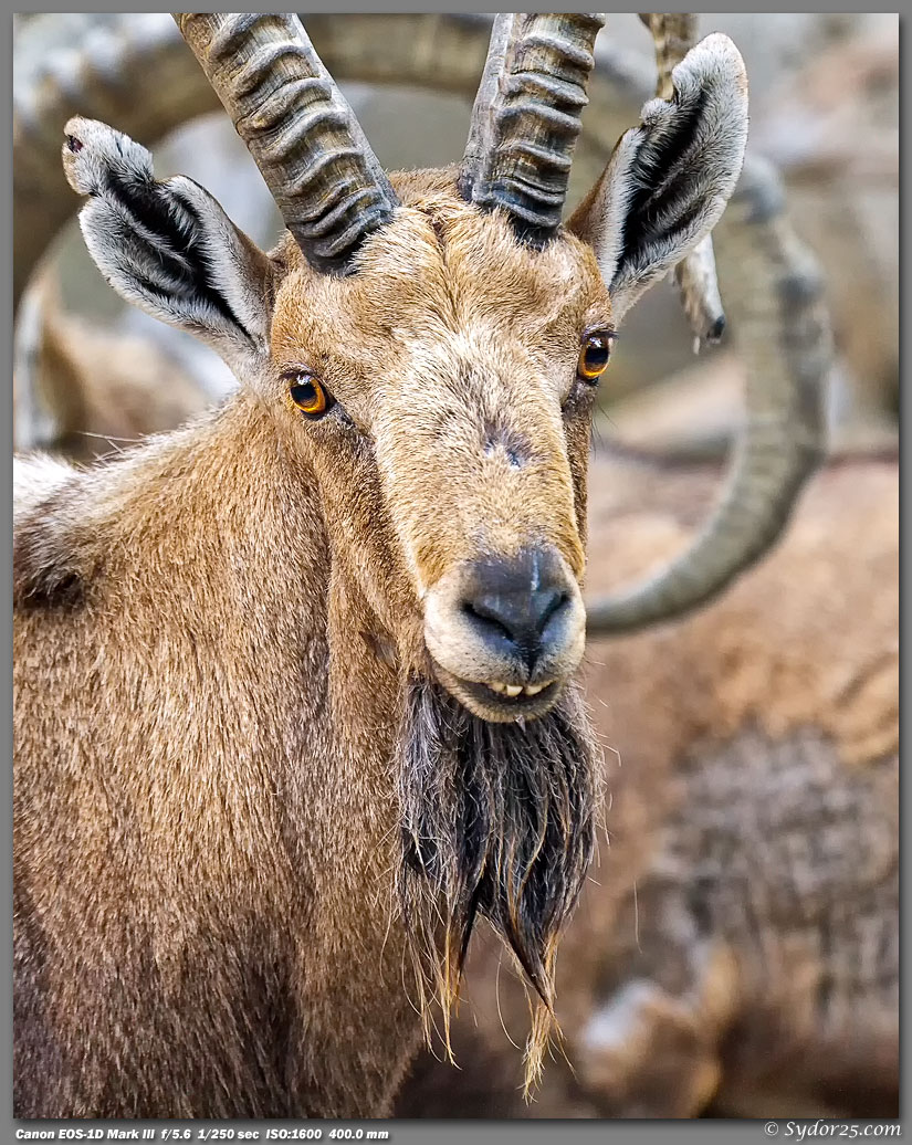 IMAGE: http://sydor25.com/Pictures/LAZ_Animals_2.22.12-595_8x10.jpg