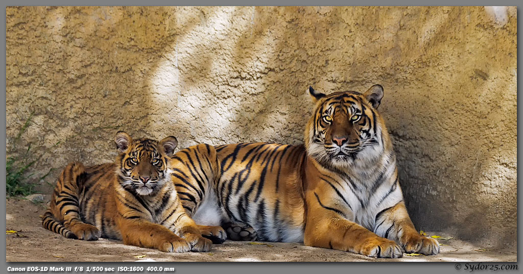 IMAGE: http://sydor25.com/Pictures/LAZ_Tigers_2.22.12-046_10x20.jpg