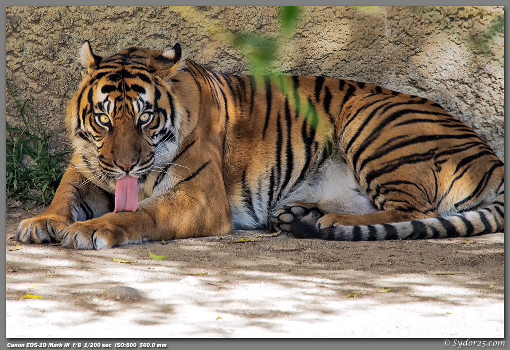 IMAGE: http://sydor25.com/Pictures/LAZ_Tigers_2.22.12-134.jpg