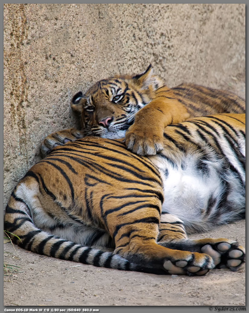 IMAGE: http://sydor25.com/Pictures/LAZ_Tigers_2.22.12-181_8x10.jpg