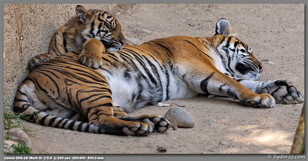 IMAGE: http://sydor25.com/Pictures/LAZ_Tigers_2.22.12-221_10x20.jpg