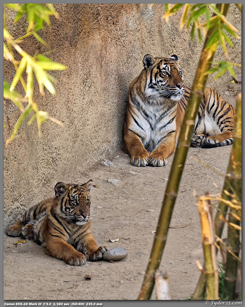 IMAGE: http://sydor25.com/Pictures/LAZ_Tigers_2.22.12-243_8x10.jpg