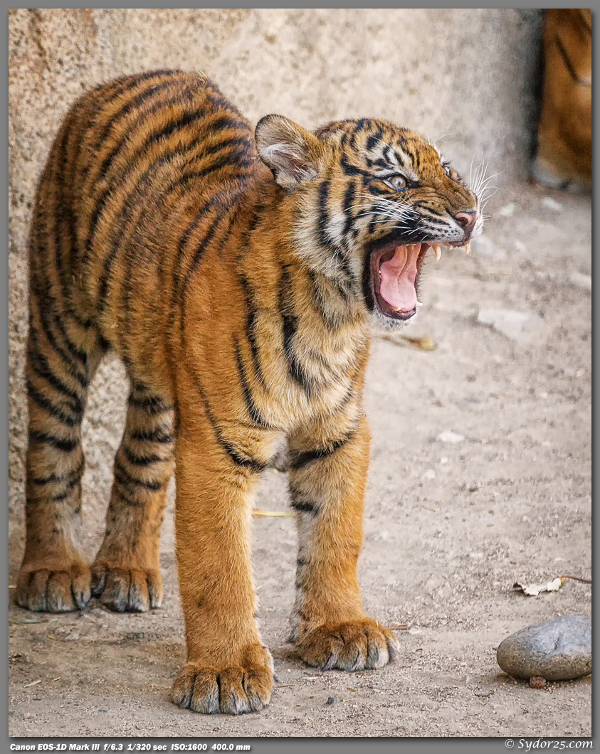 IMAGE: http://sydor25.com/Pictures/LAZ_Tigers_2.22.12-338_8x10.jpg