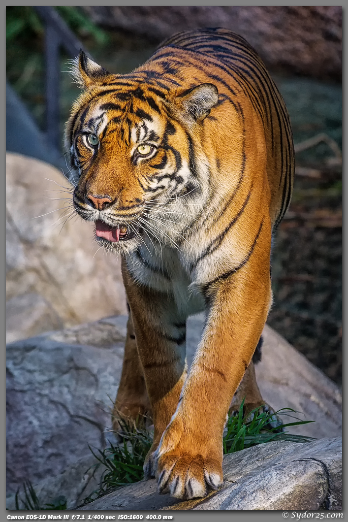 IMAGE: http://sydor25.com/Pictures/LAZ_Tigers_2.22.12-558_12x18.jpg