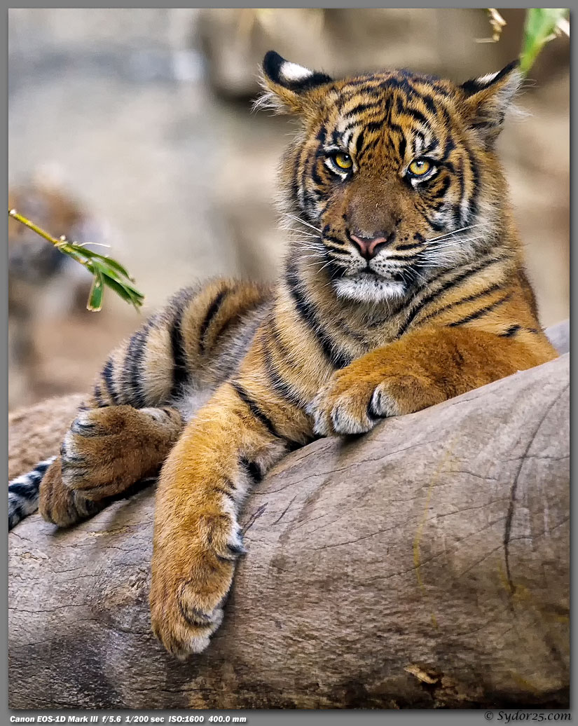 IMAGE: http://sydor25.com/Pictures/LAZ_Tigers_2.22.12-797_8x10.jpg