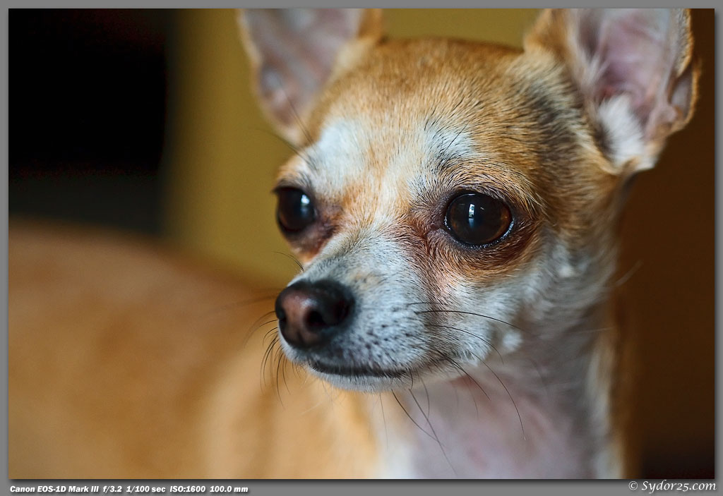 IMAGE: http://sydor25.com/Pictures/Lily_3.28.09-044.jpg