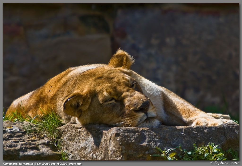 IMAGE: http://sydor25.com/Pictures/Lions-002.jpg