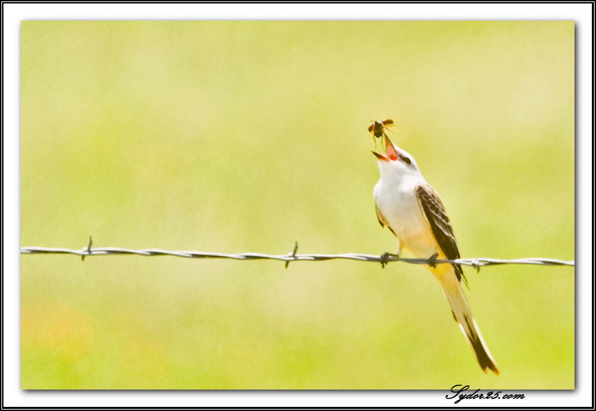 IMAGE: http://sydor25.com/Pictures/Nature_5.12.07-005.jpg