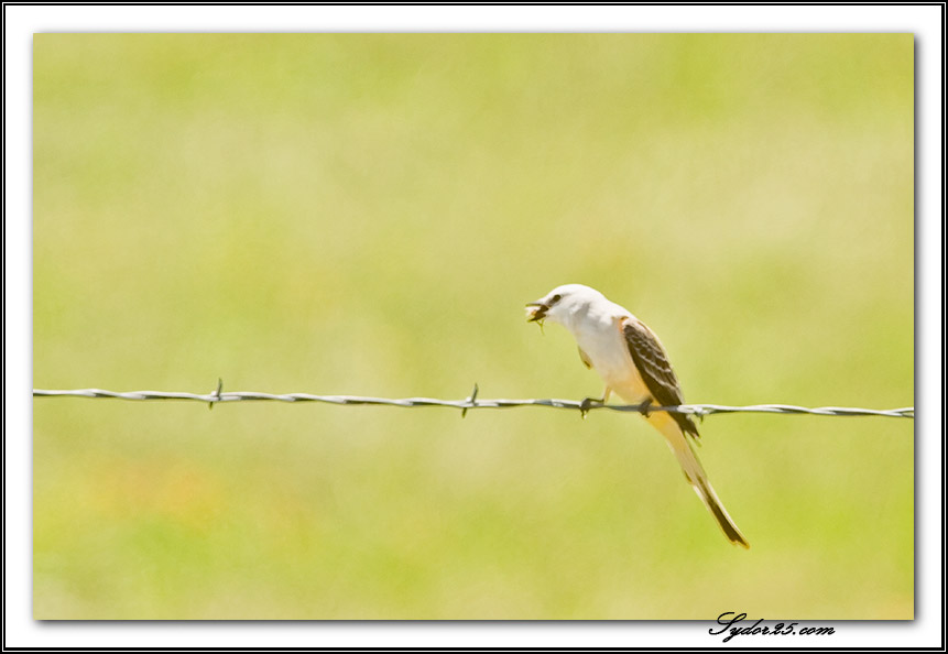 IMAGE: http://sydor25.com/Pictures/Nature_5.12.07-007.jpg