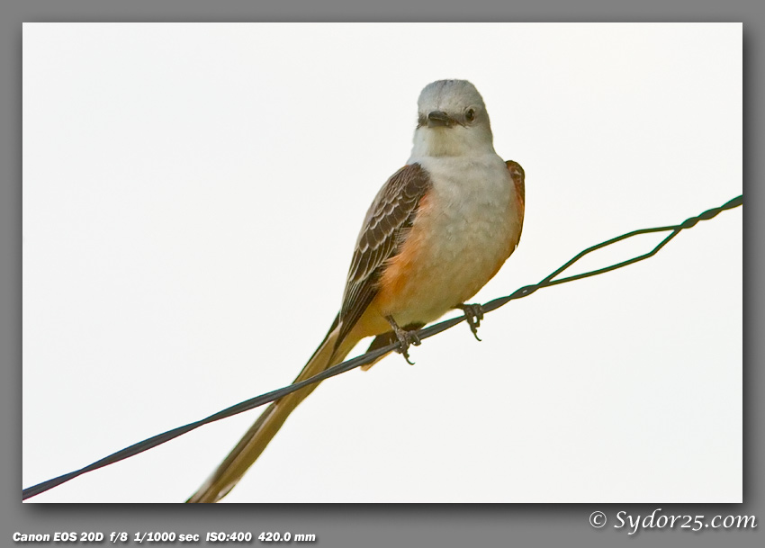 IMAGE: http://sydor25.com/Pictures/Nature_5.12.07-031.jpg