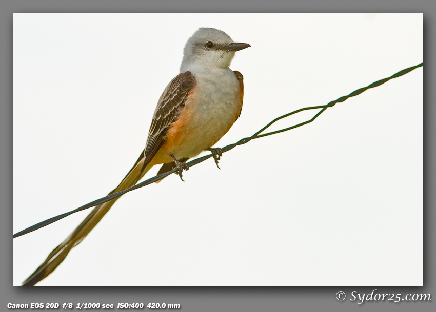 IMAGE: http://sydor25.com/Pictures/Nature_5.12.07-036.jpg