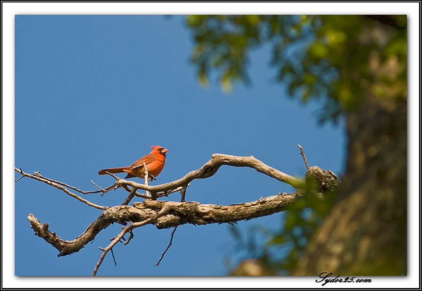 IMAGE: http://sydor25.com/Pictures/Nature_5.23.07-009.jpg