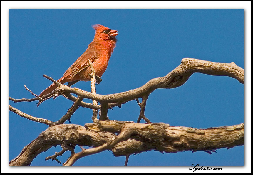 IMAGE: http://sydor25.com/Pictures/Nature_5.23.07-020.jpg