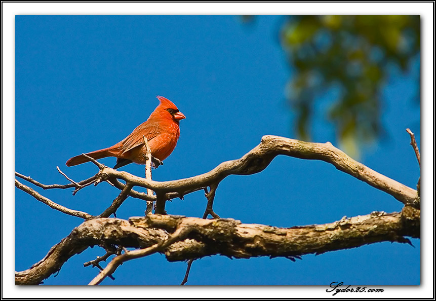 IMAGE: http://sydor25.com/Pictures/Nature_5.23.07-026.jpg