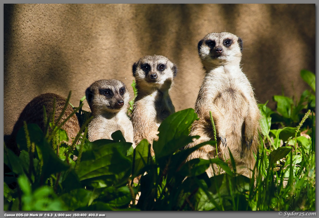 IMAGE: http://sydor25.com/Pictures/Oakland_Zoo-337.jpg