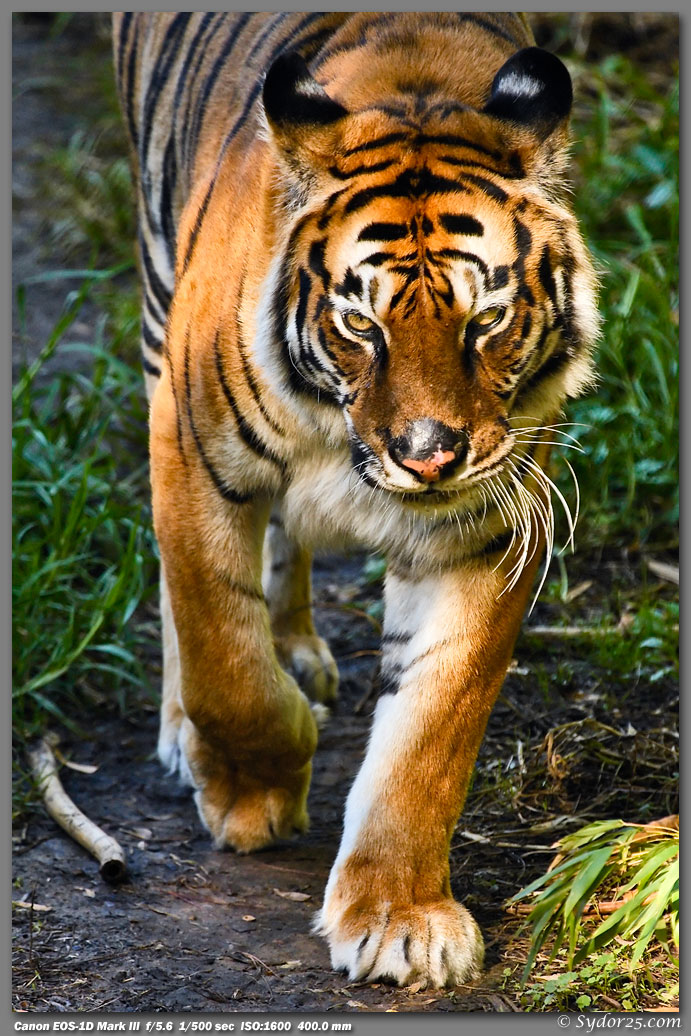 IMAGE: http://sydor25.com/Pictures/Oakland_Zoo-642.jpg