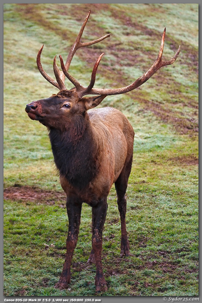 show me your best are you looking at me shots -- Wildlife in