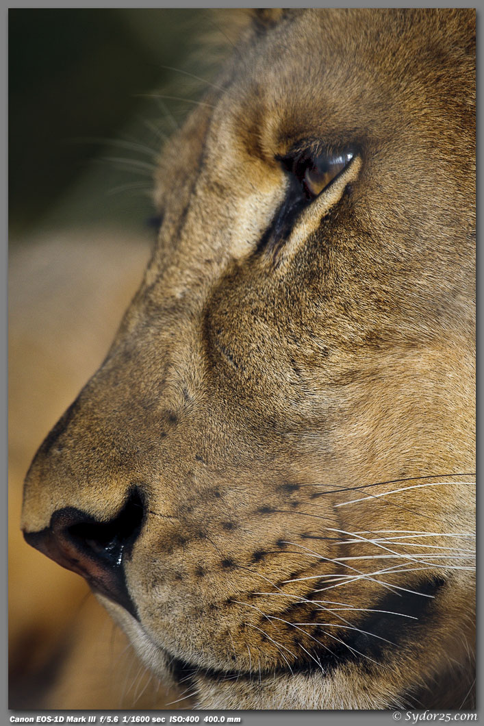 IMAGE: http://sydor25.com/Pictures/Oklahoma_City_Cats-032.jpg