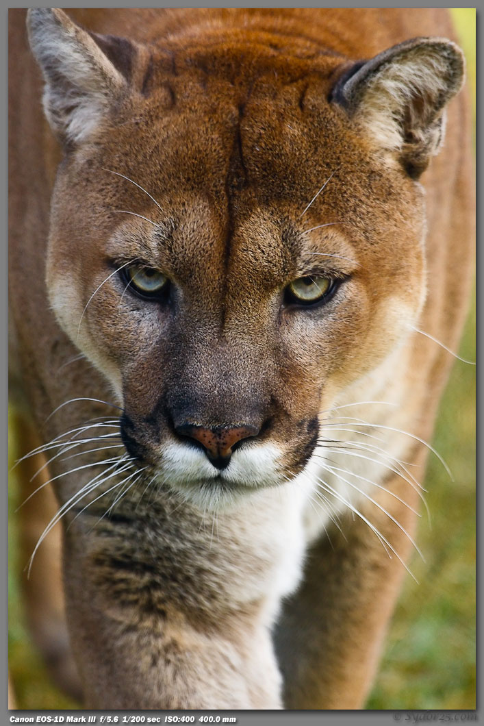 IMAGE: http://sydor25.com/Pictures/Oklahoma_City_Cats-057.jpg