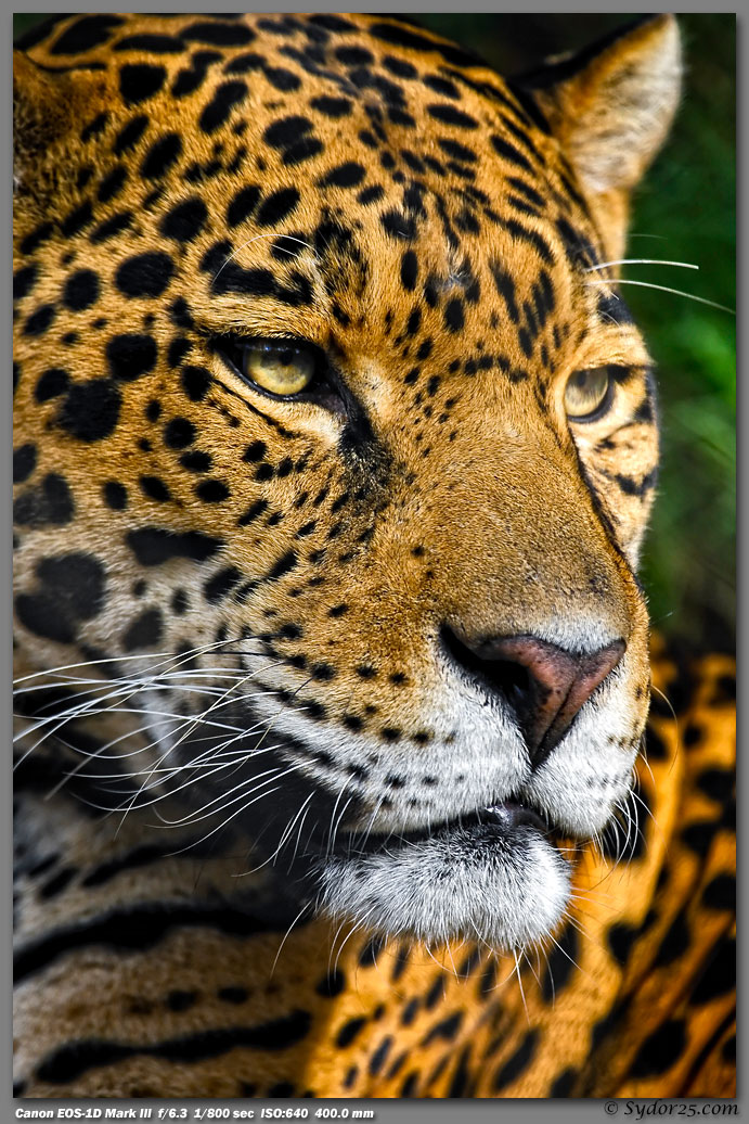 IMAGE: http://sydor25.com/Pictures/Oklahoma_City_Cats-368.jpg