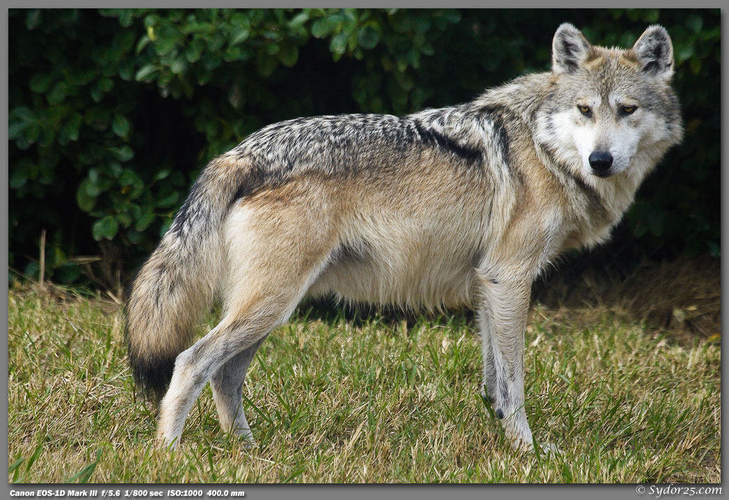 IMAGE: http://sydor25.com/Pictures/Oklahoma_City_Dogs-206.jpg