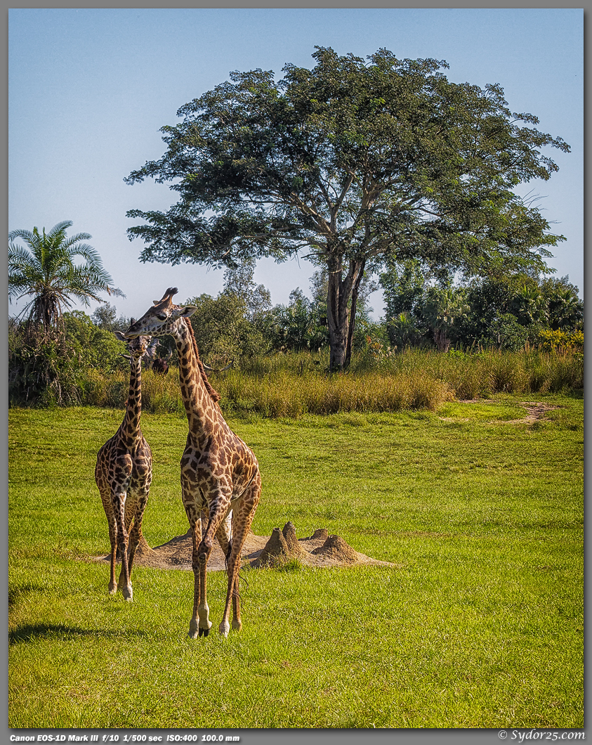 IMAGE: http://sydor25.com/Pictures/Orlando_10.02.11-0047_8x10.jpg