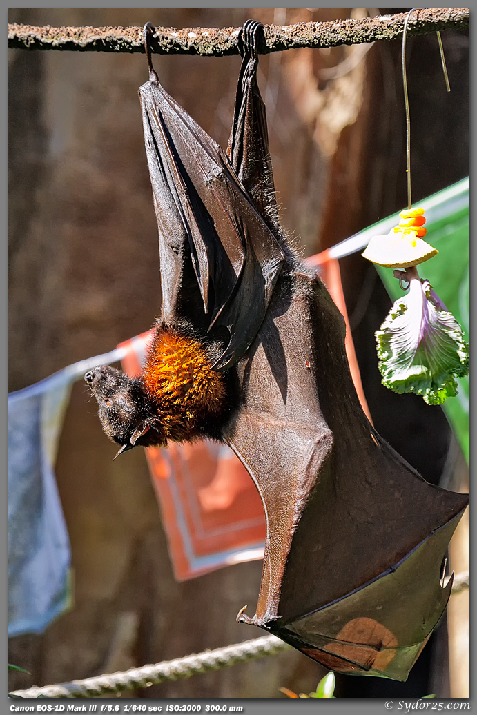 IMAGE: http://sydor25.com/Pictures/Orlando_10.02.11-0198.jpg