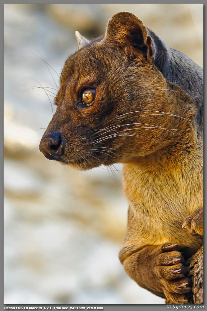 San Antonio Zoo -- Wildlife in photography-on-the.net forums