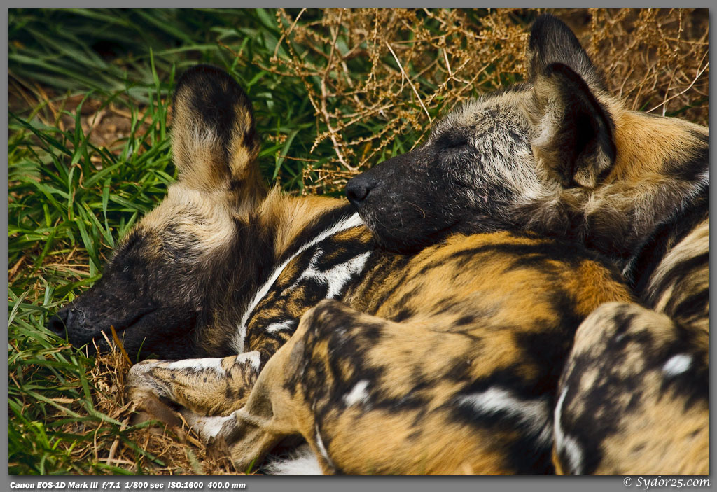 IMAGE: http://sydor25.com/Pictures/Seattle_Zoo-053.jpg