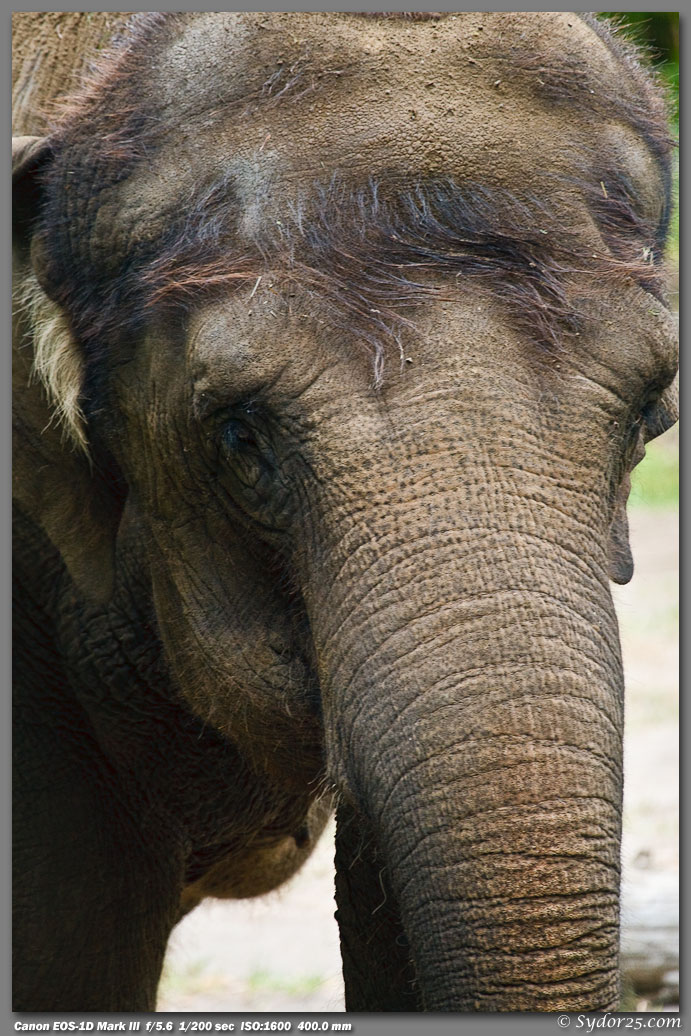 IMAGE: http://sydor25.com/Pictures/Seattle_Zoo-249.jpg