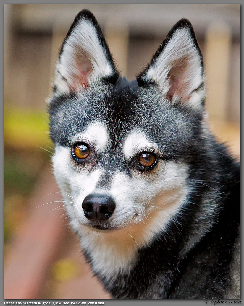 IMAGE: http://sydor25.com/Pictures/_H7A0044_8x10.jpg